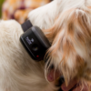 Canine Coach 360 – Remote Trainer - Image 2