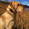 Canine Coach 360 – Remote Trainer - Image 3