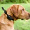 DT Systems Micro-iDT Plus 3 Dog E-Collar - Image 3