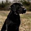 DT Systems H2O 1820 PLUS 1 Dog E-Collar - Image 4