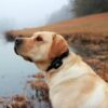 DT Systems MR1100 2 Dog E-Collar - Image 2