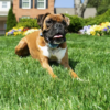 PetSafe Rechargeable Remote Spray Trainer – PDT19-16397 - Image 2