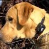 DT Systems R.A.P.T 1400 Add-On Collar - Image 3
