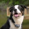 PetSafe 300m Standard Remote Trainer - Image 3