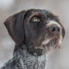 Sportdog SBC-8 No Bark Collar - Image 3