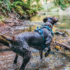 Journey Air Dog Harness, Blue - Image 2