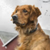 SportDOG Contain + Train System - SDF-CT-22 - Image 6