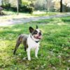 PetSafe Lite Rechargeable Bark Collar – PBC17-16447 - Image 4