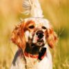 SportDOG Sport Trainer SD-425X E-Collar - Image 3